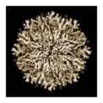 Coral 1, serie Mandalas, Ruth Peche | EST_ART Space Alcobendas, Madrid